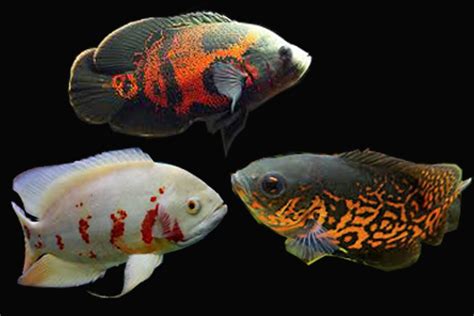 Ikan Hias Oskar: Keindahan dan Kesejahteraan di dalam Akuarium